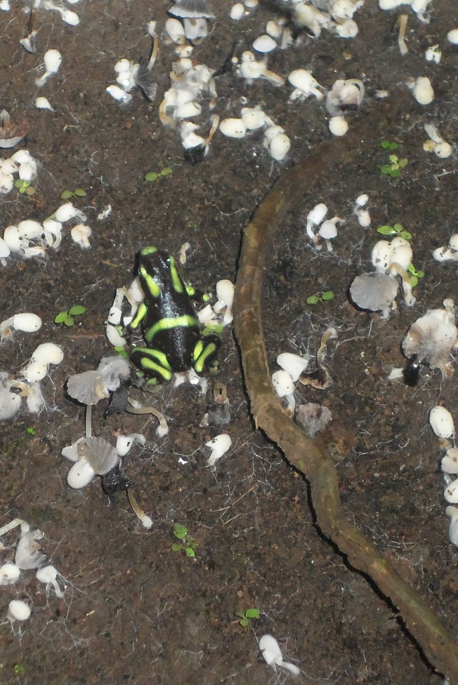 Poison Dart Frog, Costa Rica